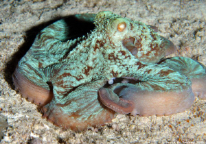 Caribbean Reef Octopus (Octopus briareus) at Paraside Reef by David Andrew 